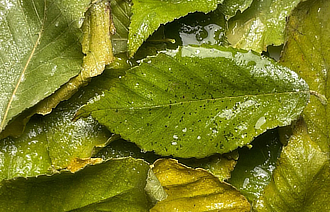 mostra FondazioneBaruchello SilviaCini